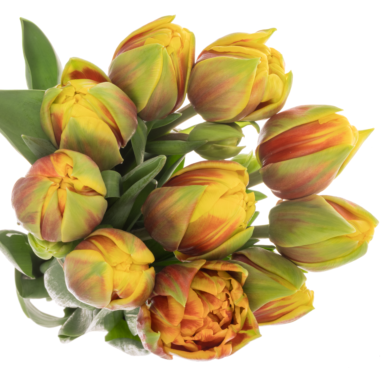 Tulpe rot/gelb doppel Vuelta Coas Tulip 56 Gramm