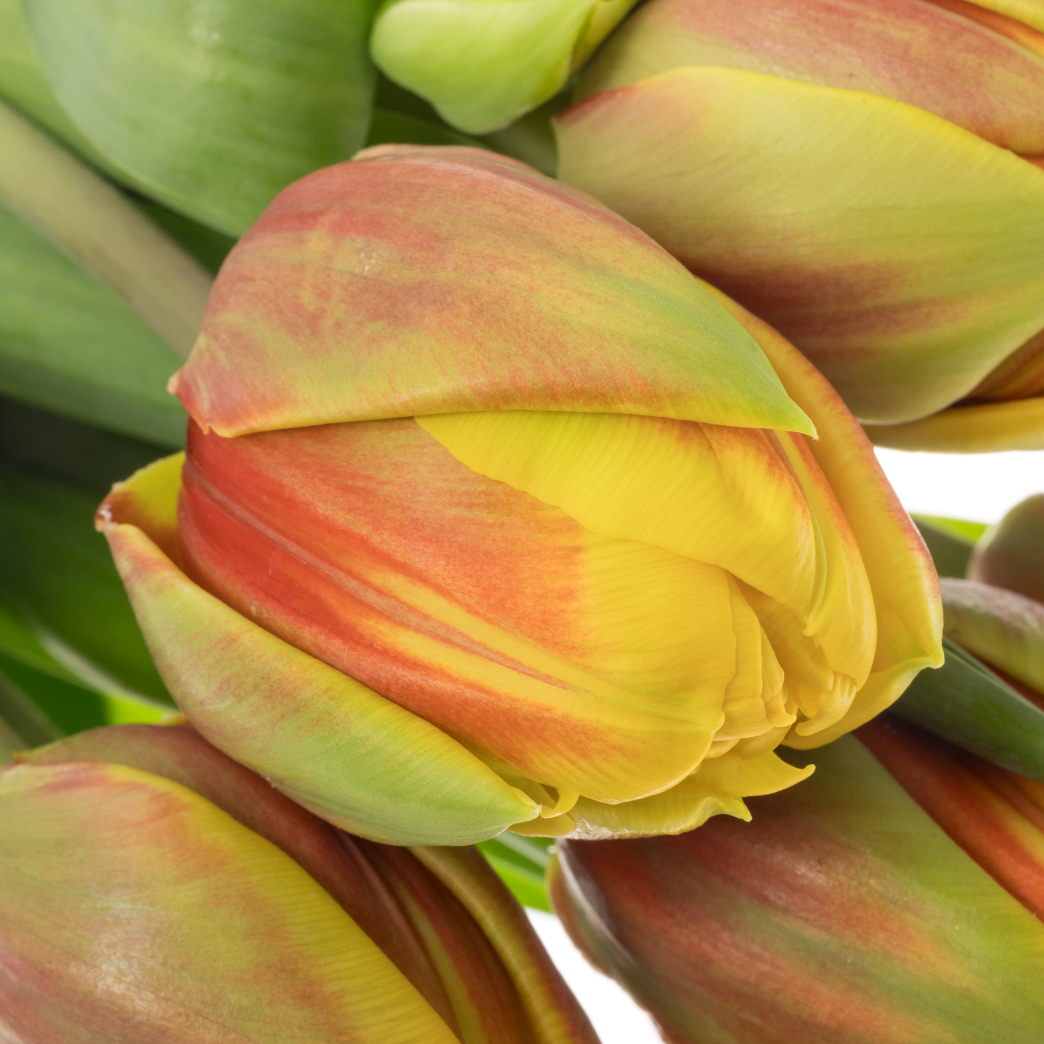 Tulpe rot/gelb doppel Vuelta Coas Tulip 56 Gramm