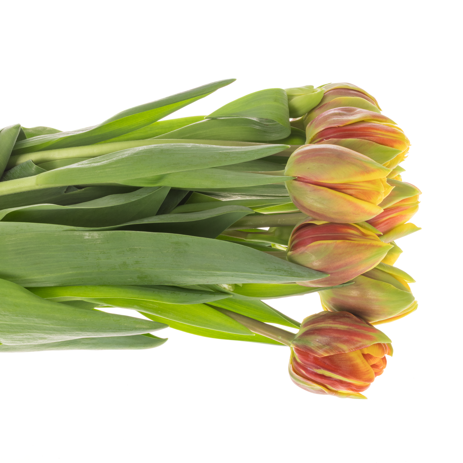 Tulpe rot/gelb doppel Vuelta Coas Tulip 56 Gramm