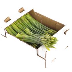 Narzisse gelb Stifte x40 Bund 95 Gramm 34cm