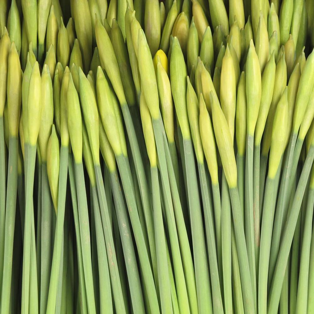 Narzisse gelb Stifte x40 Bund 95 Gramm 34cm