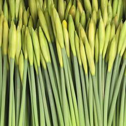 Narzisse gelb Stifte x40 Bund 95 Gramm 34cm