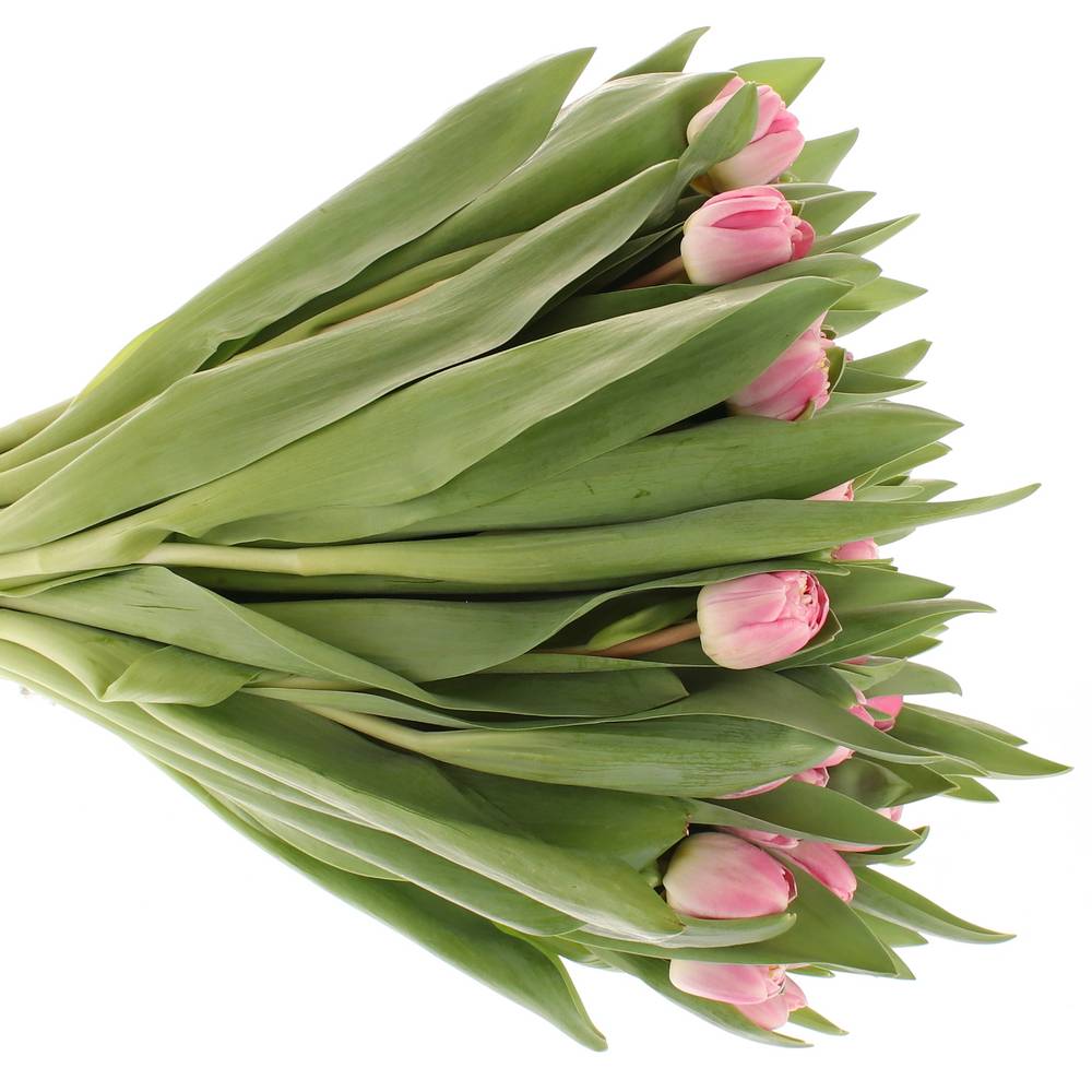 Tulpe rosa doppel Endless 36 Gramm