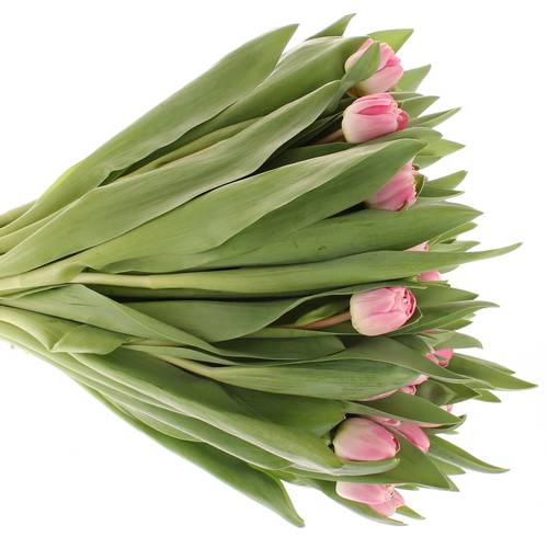 Tulpe rosa doppel Endless 36 Gramm