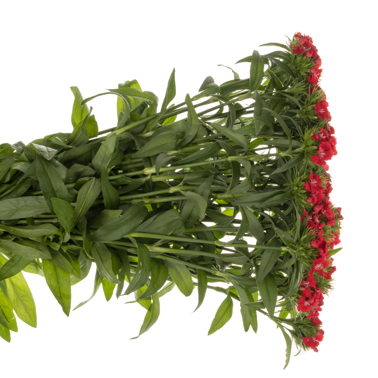 Bartnelke rot Scarlet 55cm