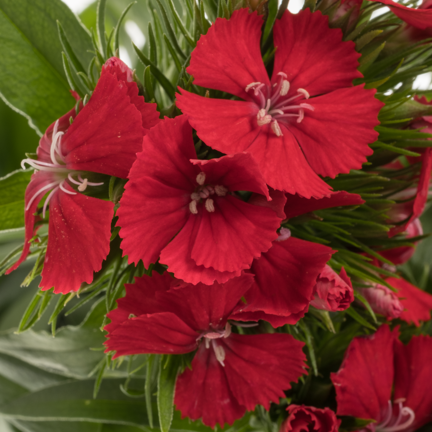 Bartnelke rot Scarlet 55cm