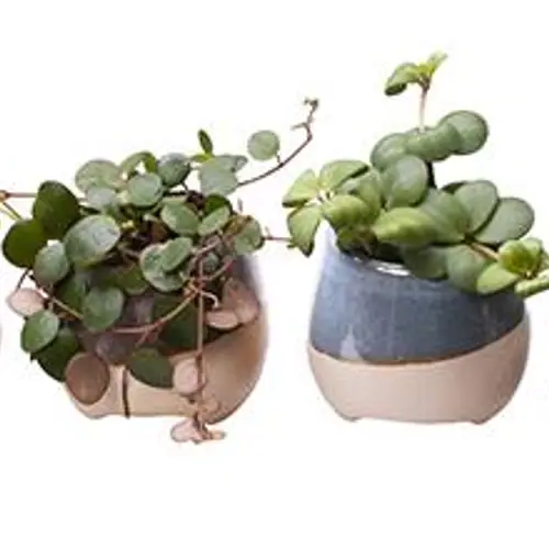 Peperomia mix Keramik I65422 T06