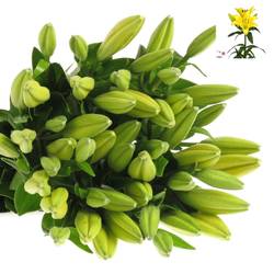 Lilie asiatisch gelb Rodin 4+Blüte 80cm