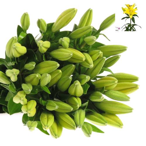 Lilie asiatisch gelb Rodin 4+Blüte 80cm