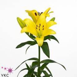 Lilie asiatisch gelb Rodin 4+Blüte 80cm