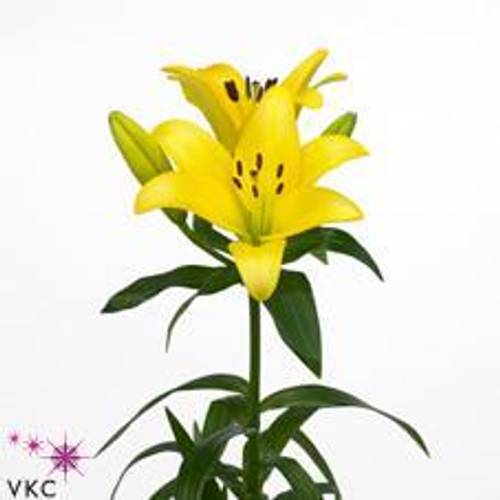 Lilie asiatisch gelb Rodin 4+Blüte 80cm