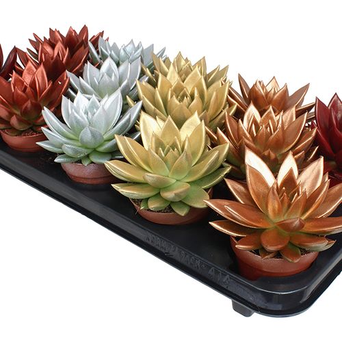 Echeveria Gefärbt Christmas mix T08,5 H011