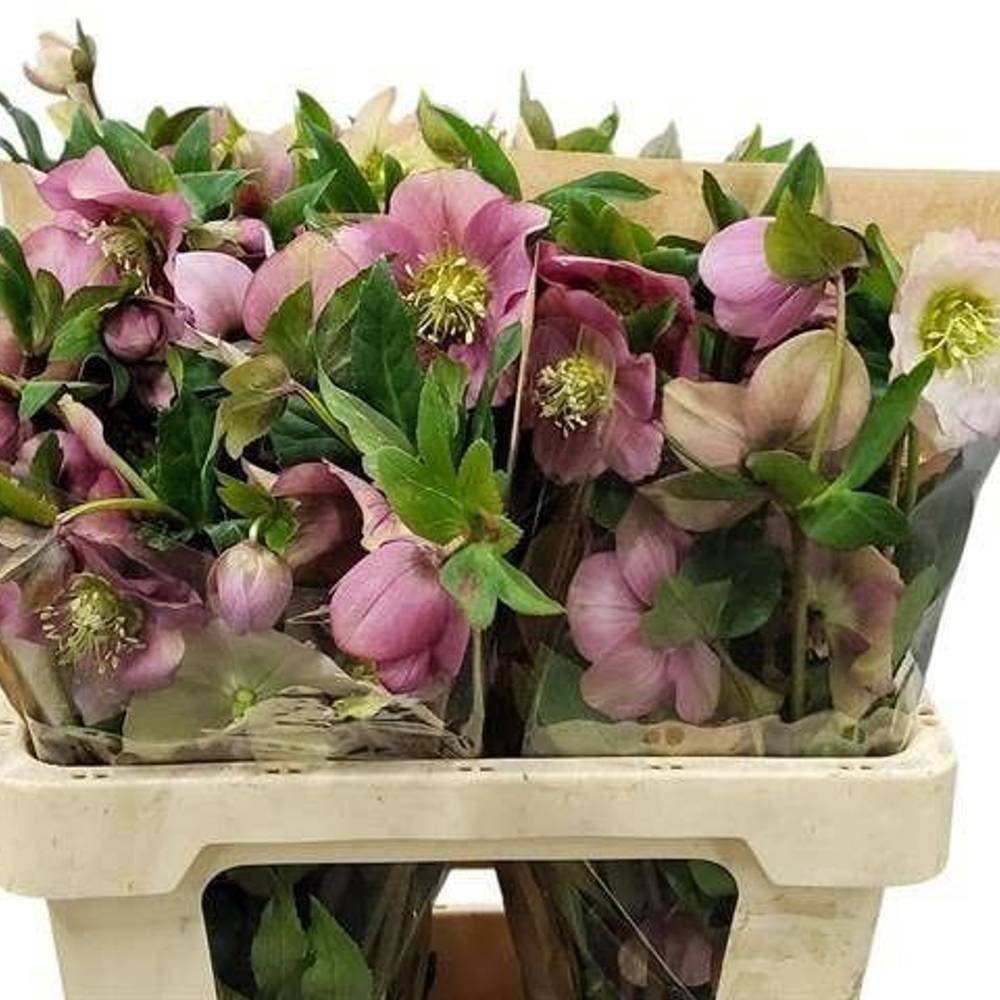 Helleborus lila Queens Light Pink 50cm