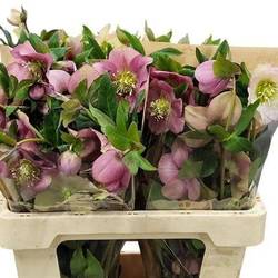 Helleborus lila Queens Light Pink 50cm