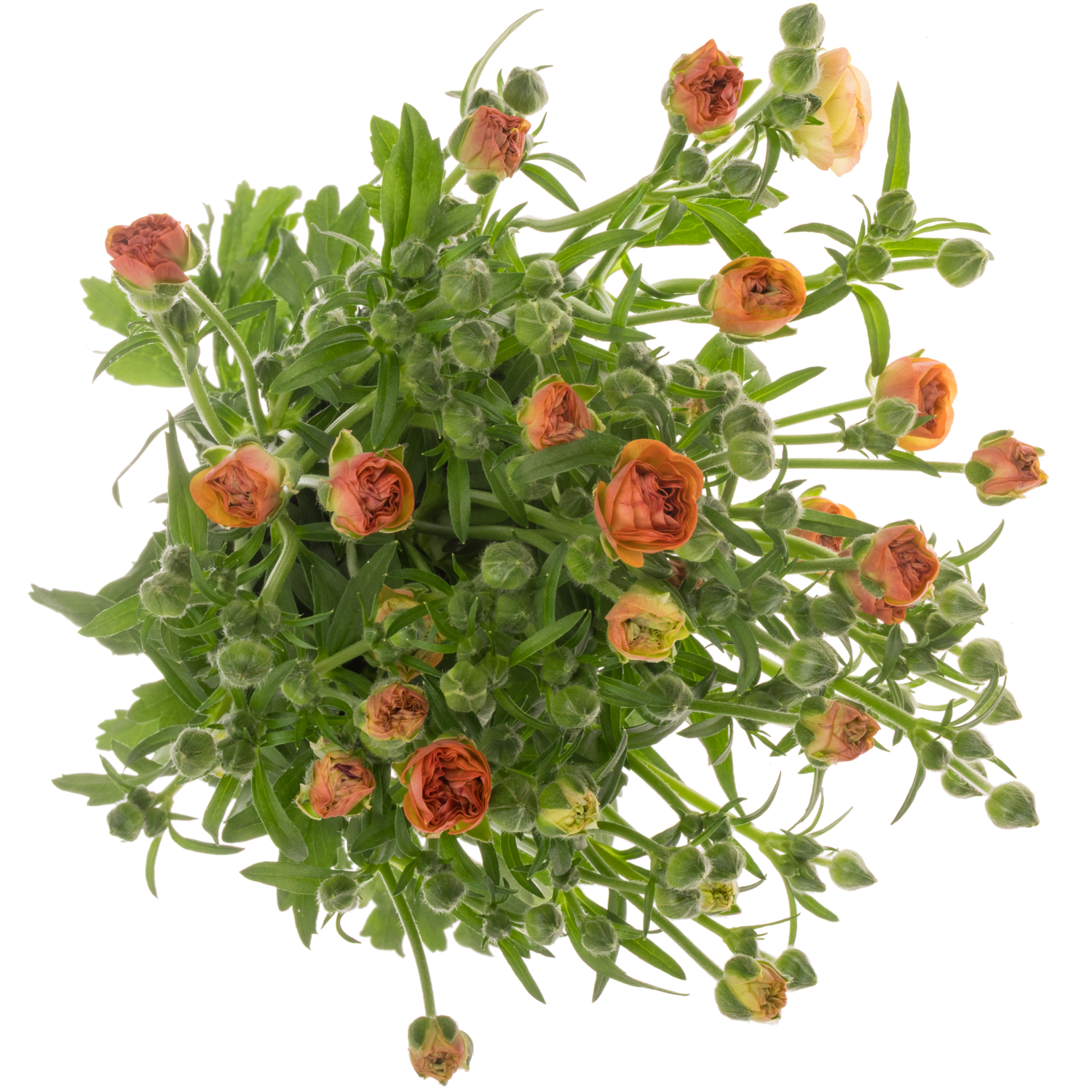 Ranunkel orange Butterfly Phosphorus 70 Gramm 70cm