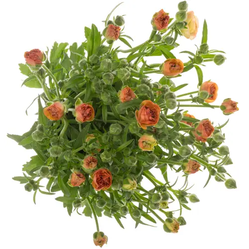 Ranunkel orange Butterfly Phosphorus 70 Gramm 70cm