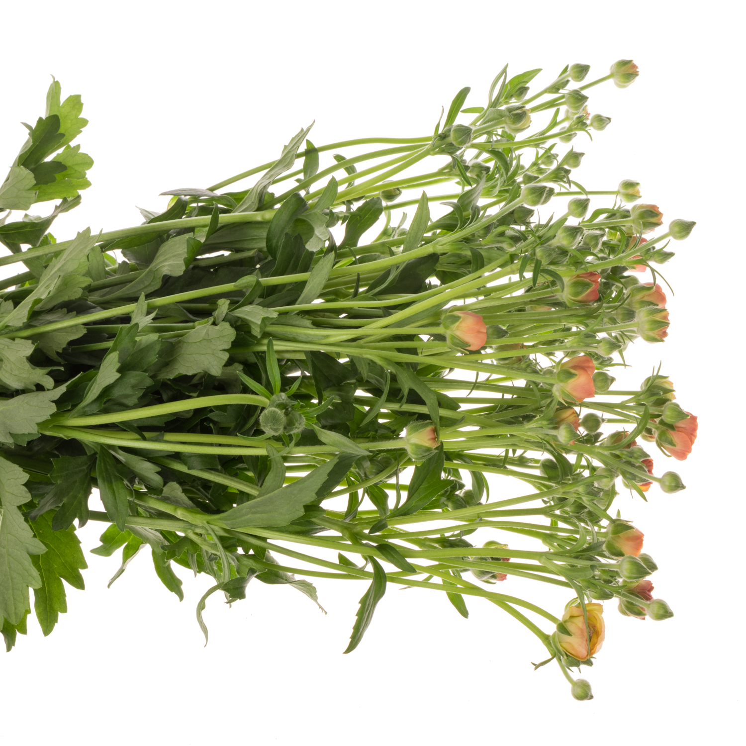 Ranunkel orange Butterfly Phosphorus 70 Gramm 70cm