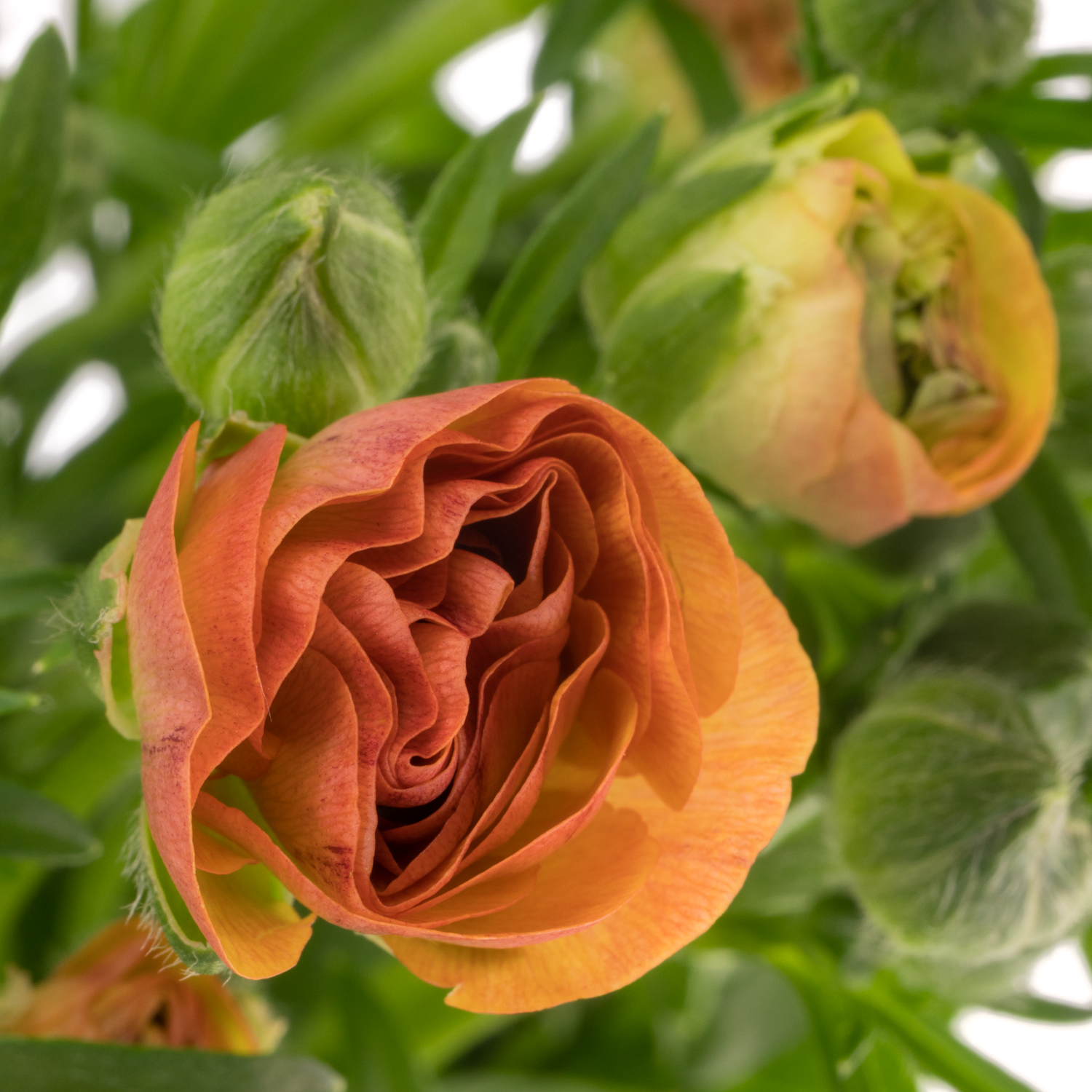 Ranunkel orange Butterfly Phosphorus 70 Gramm 70cm