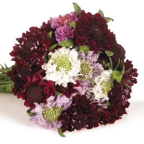 Scabiosa mix 50cm