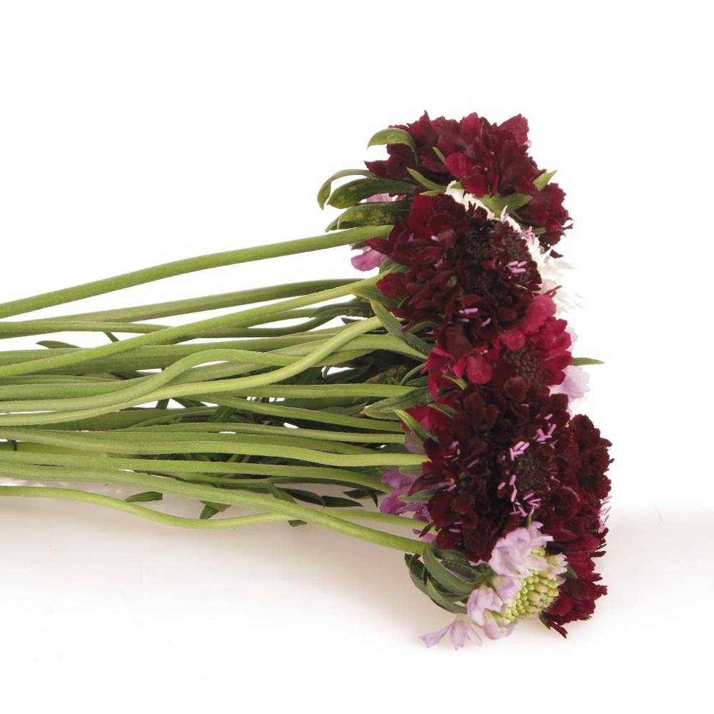 Scabiosa mix 50cm