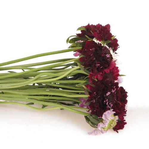 Scabiosa mix 50cm