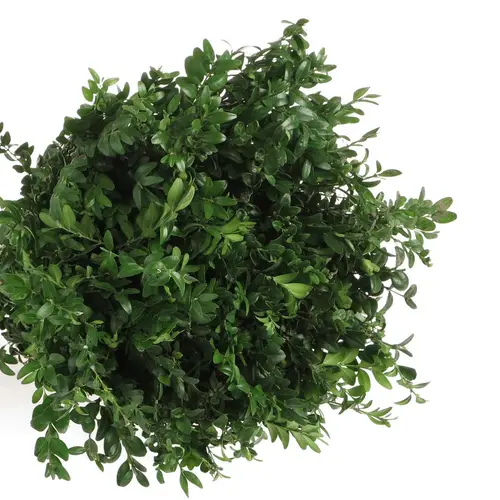 Buchs dunkel grün 60cm