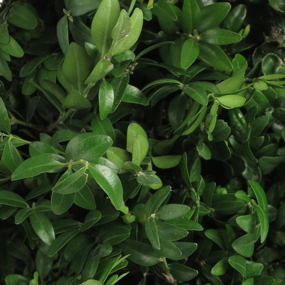 Buchs dunkel grün 60cm