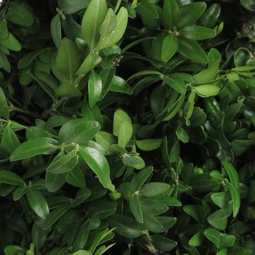 Buchs dunkel grün 60cm