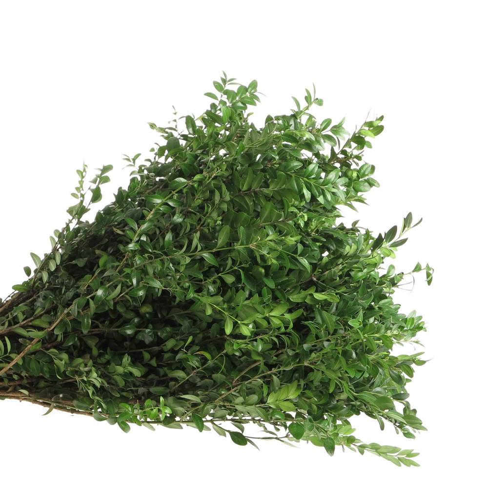Buchs dunkel grün 60cm