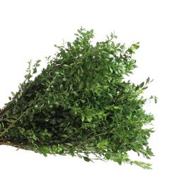 Buchs dunkel grün 60cm