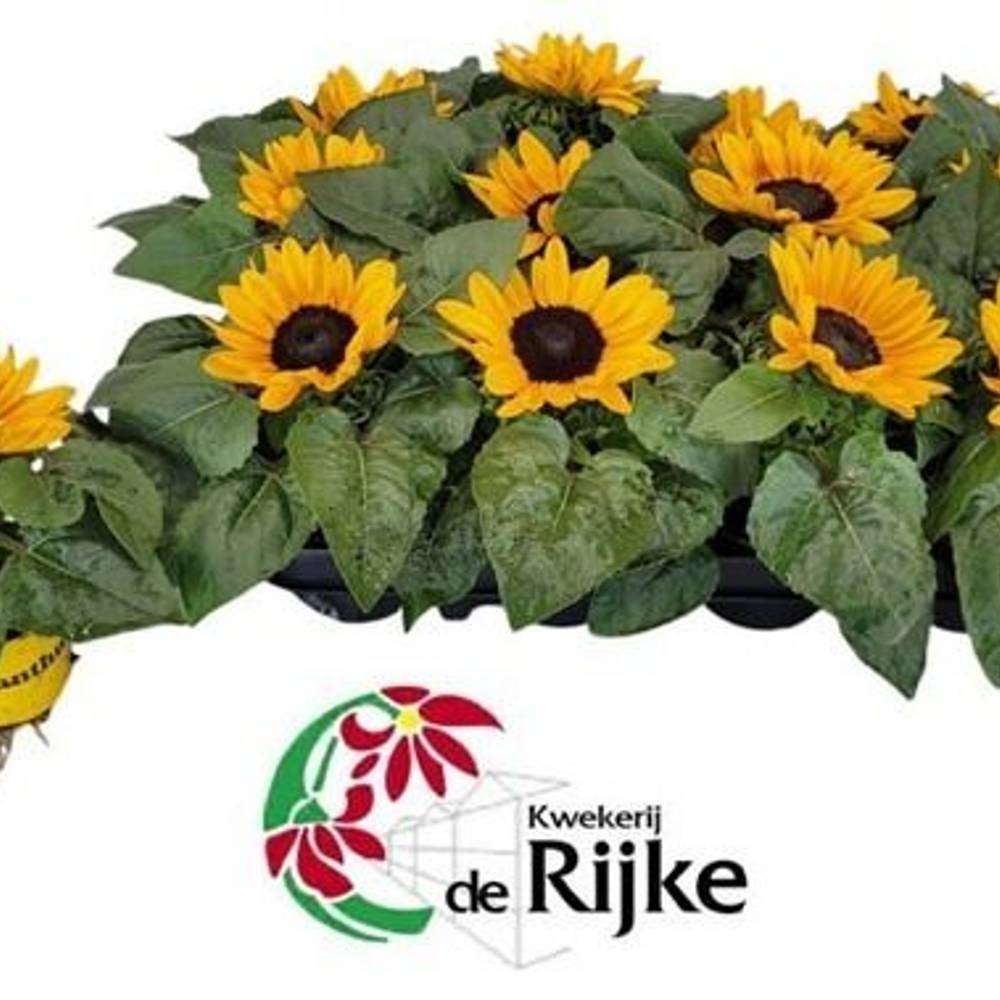 Sonnenblume Suns. T07 H015