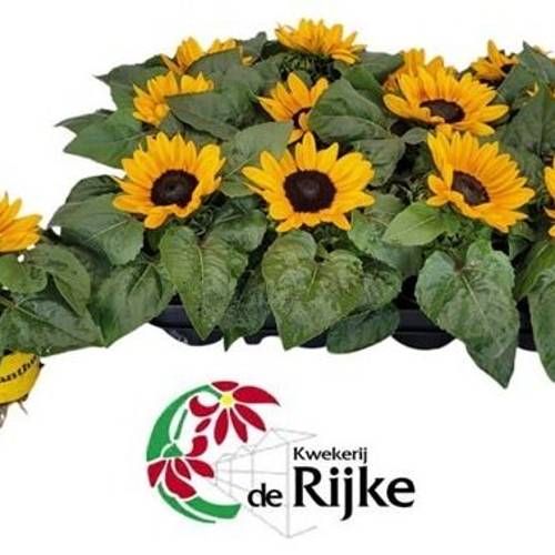 Sonnenblume Suns. T07 H015