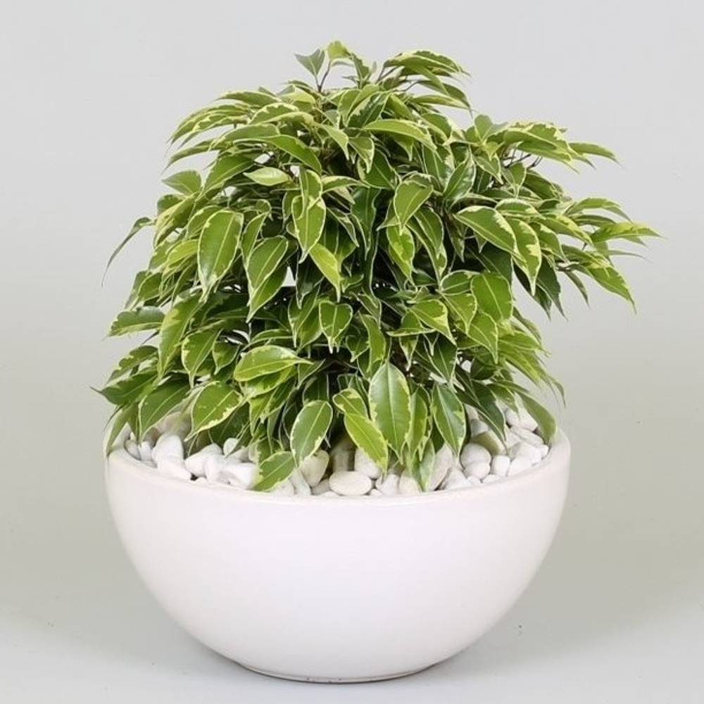 Ficus Kinky Bunt T22 H25 Kerami