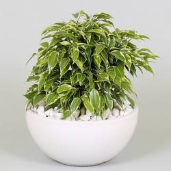 Ficus Kinky Bunt T22 H25 Kerami