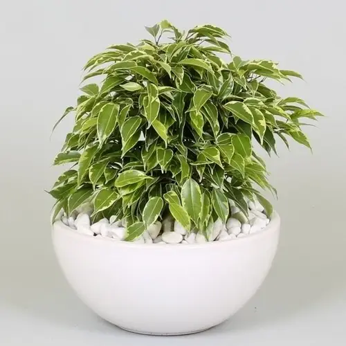 Ficus Kinky Bunt T22 H25 Kerami