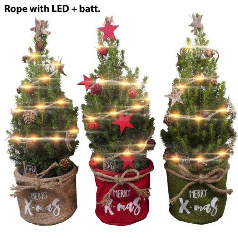 Picea Glauca Conica mix Jute PTK25460 T13 H045