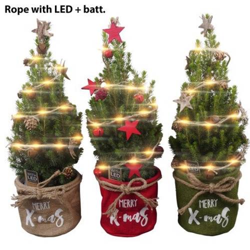 Picea Glauca Conica mix Jute PTK25460 T13 H045