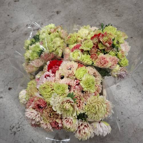 Anemone rot-weiss Fullstar Barbie Israel 32 cm