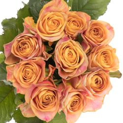 Rose  orange/pink Symbol 60cm