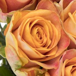 Rose  orange/pink Symbol 60cm