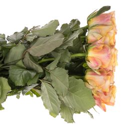 Rose  orange/pink Symbol 60cm