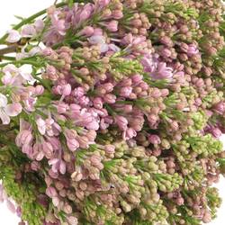 Flieder lila Lava 2 Kopf 35cm