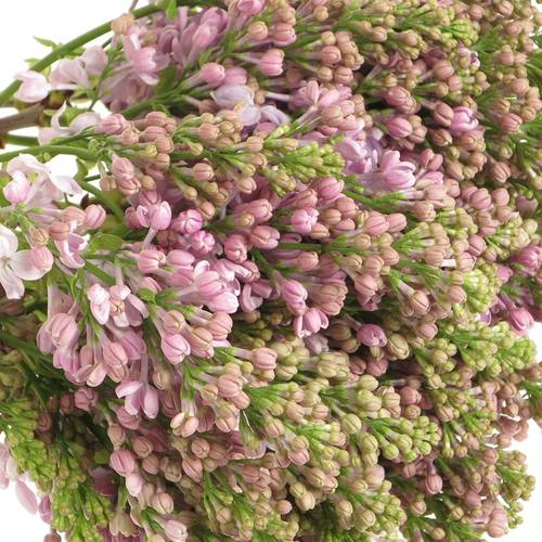 Flieder lila Lava 2 Kopf 35cm