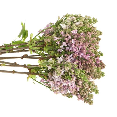 Flieder lila Lava 2 Kopf 35cm