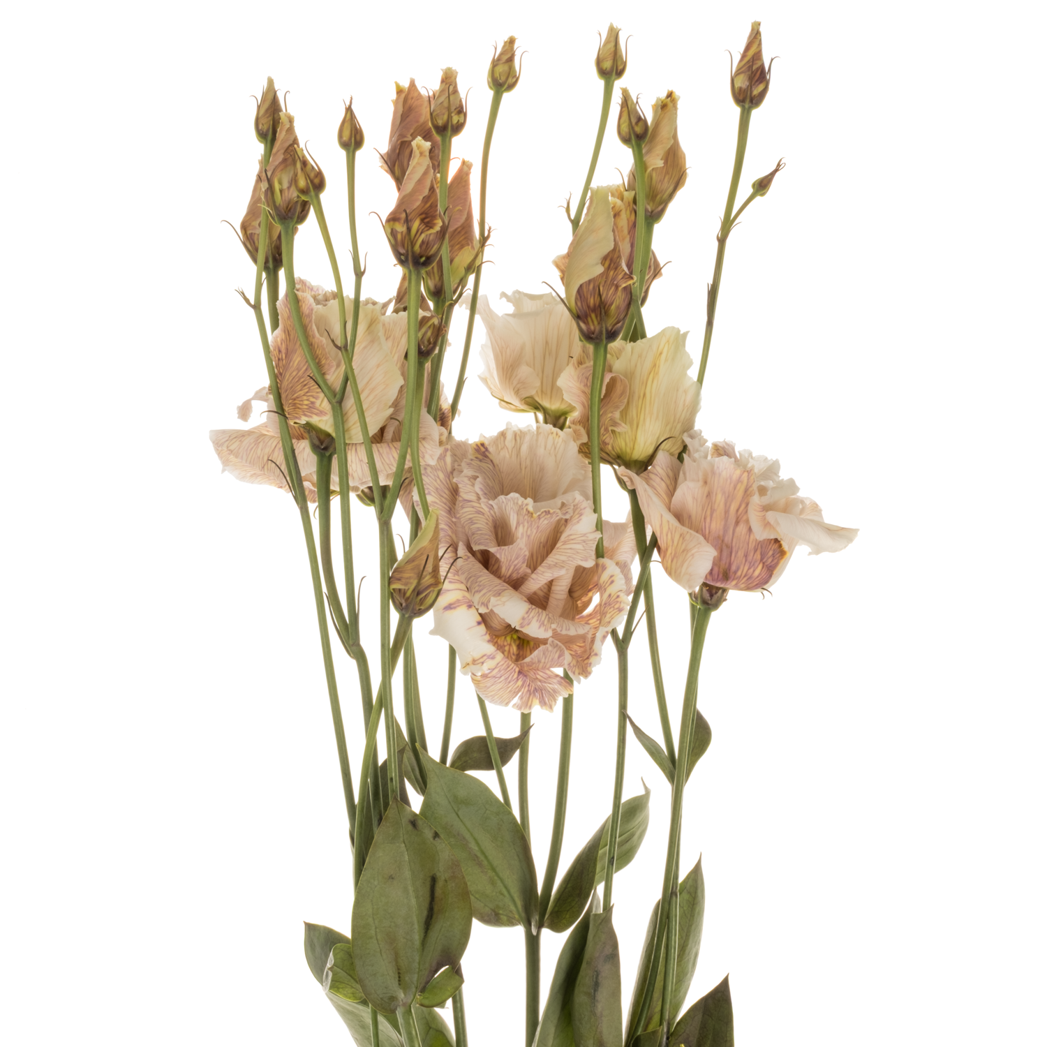 Lisianthus braun/apricot Brownies gefärbt 70cm