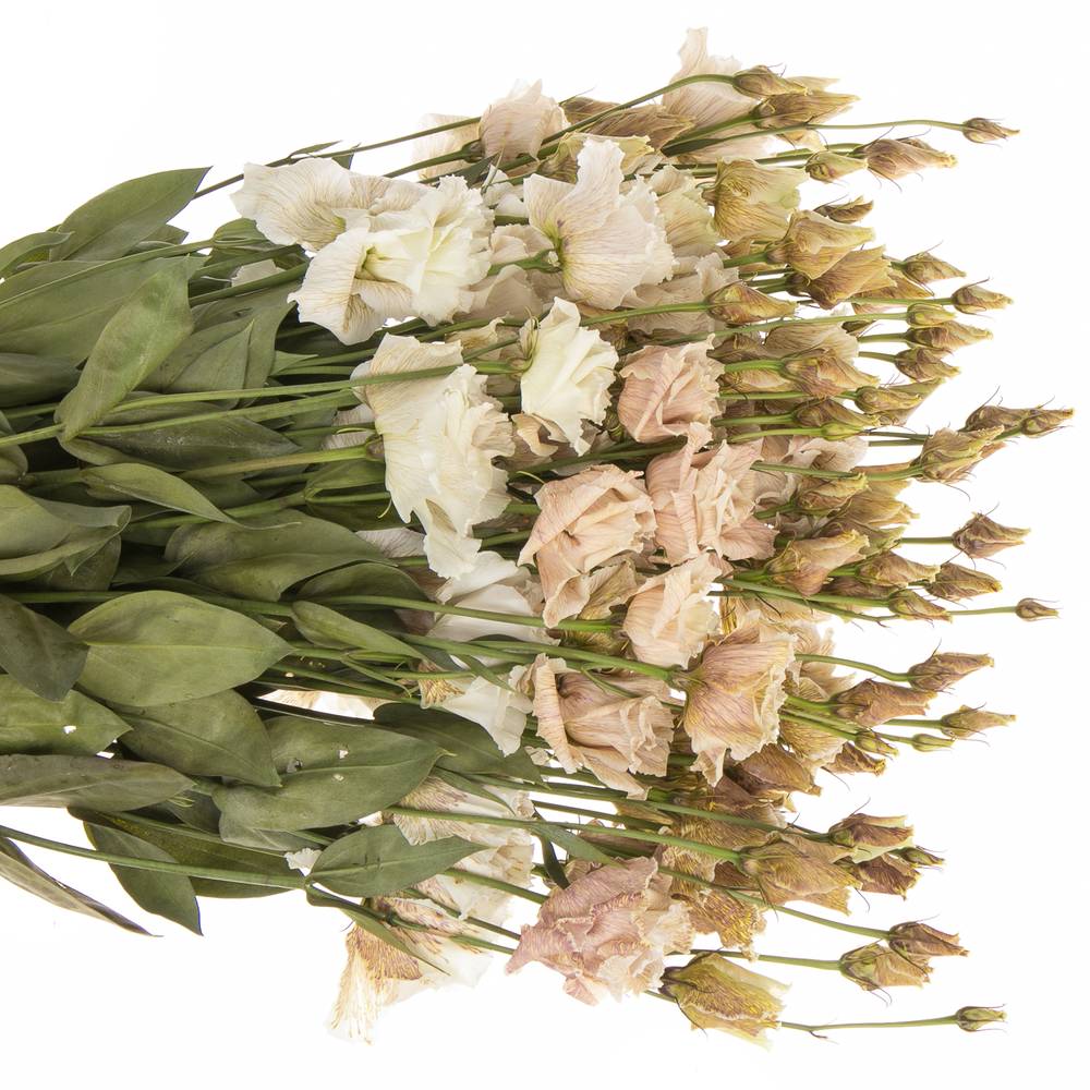 Lisianthus braun Brownies gefärbt 5+Bl.70cm
