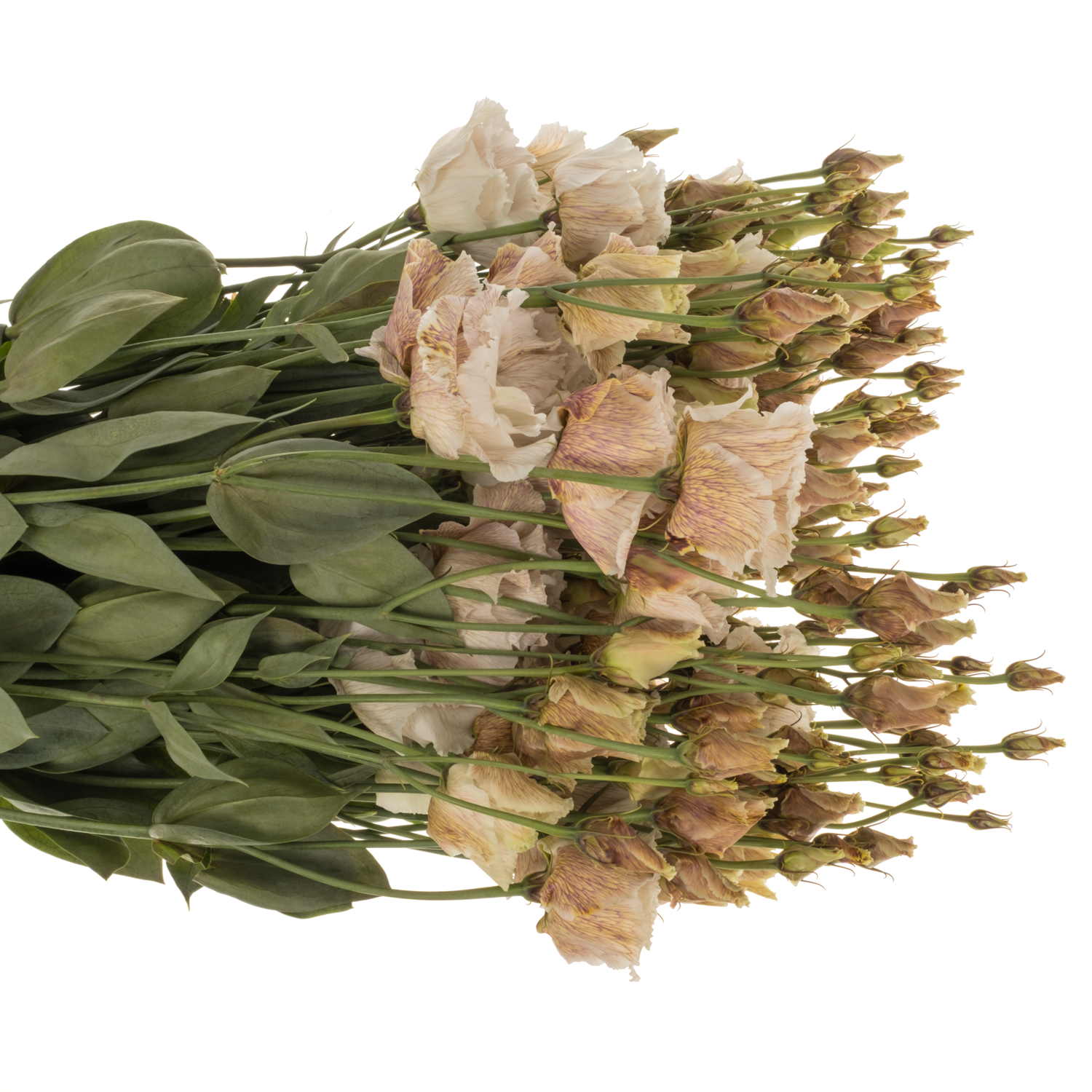 Lisianthus braun/apricot Brownies gefärbt 70cm