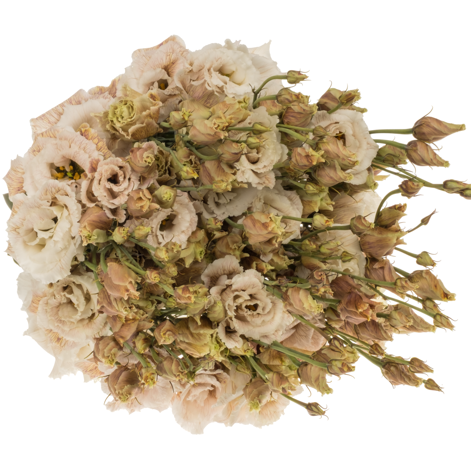 Lisianthus braun/apricot Brownies gefärbt 70cm