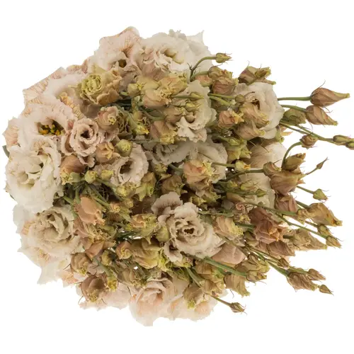 Lisianthus braun/apricot Brownies gefärbt 70cm