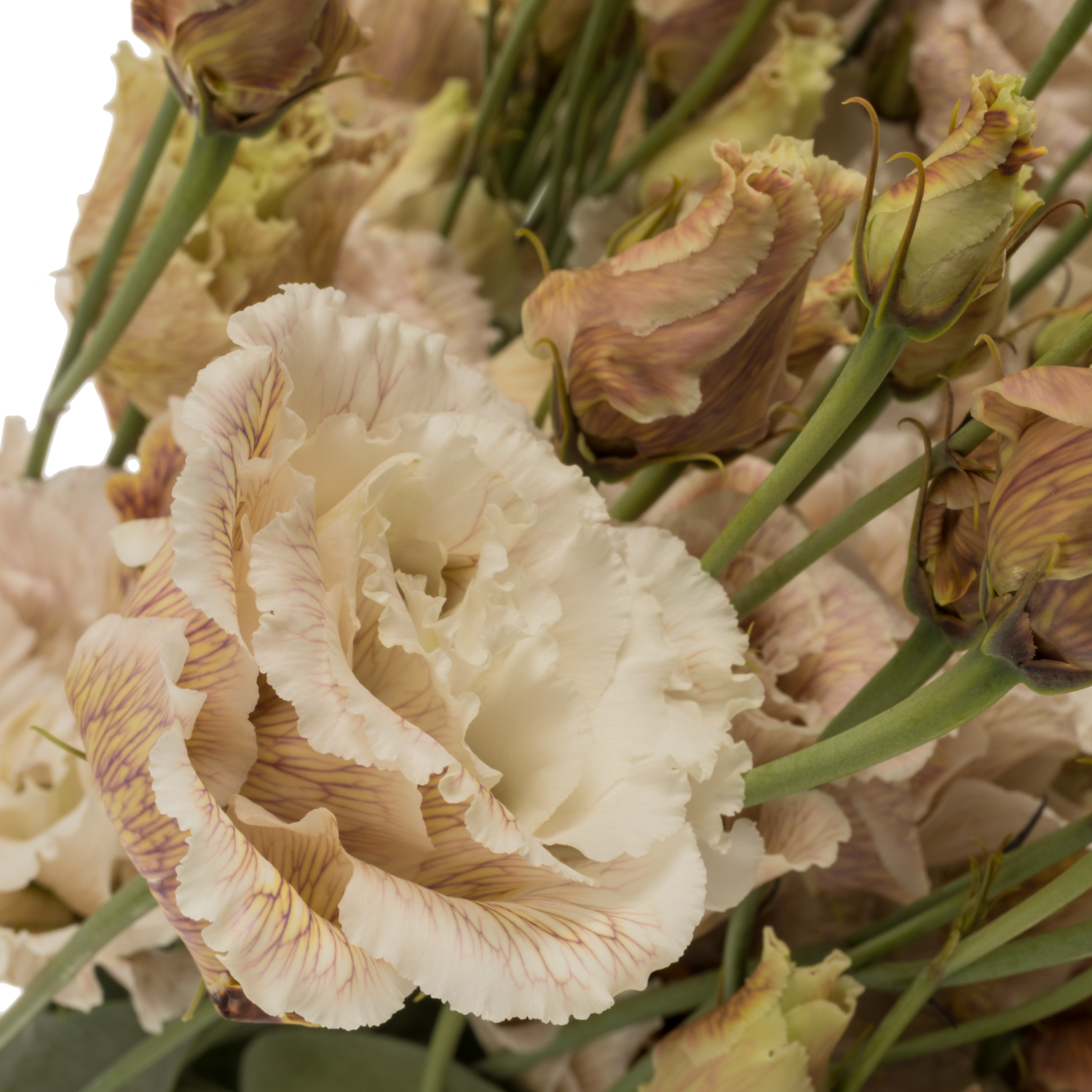 Lisianthus braun/apricot Brownies gefärbt 70cm